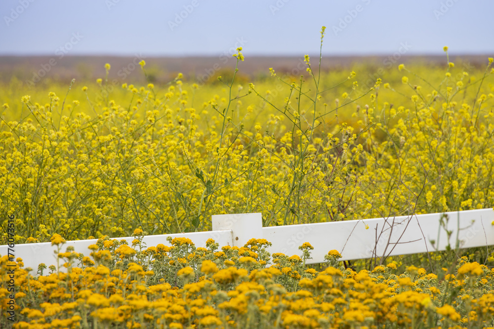 Field of yellow wildflowers and white fence - obrazy, fototapety, plakaty 