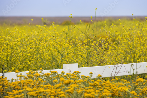 Field of yellow wildflowers and white fence