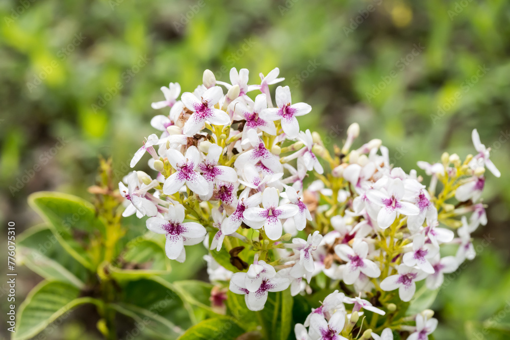 Beautiful pseuderanthemum reticulatum flowers. Beautiful pseuderanthemum reticulatum flowers.