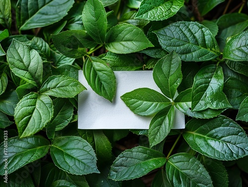 A white card is placed on top of a green leafy plant