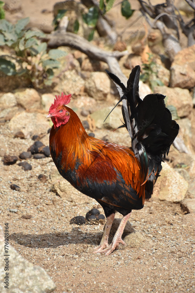 Beautiful Rooster with Silky Shiny Feathers