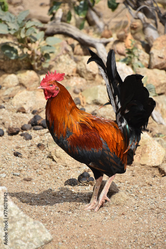 Barnyard Rooster with Silky Colorful Feathers