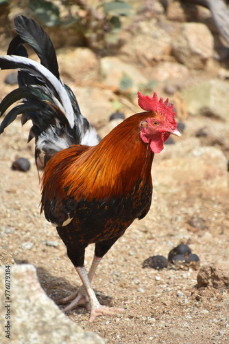 Red Crowned Rooster with Lots of Plumage © dejavudesigns