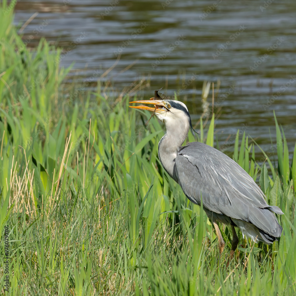 Fischreiher