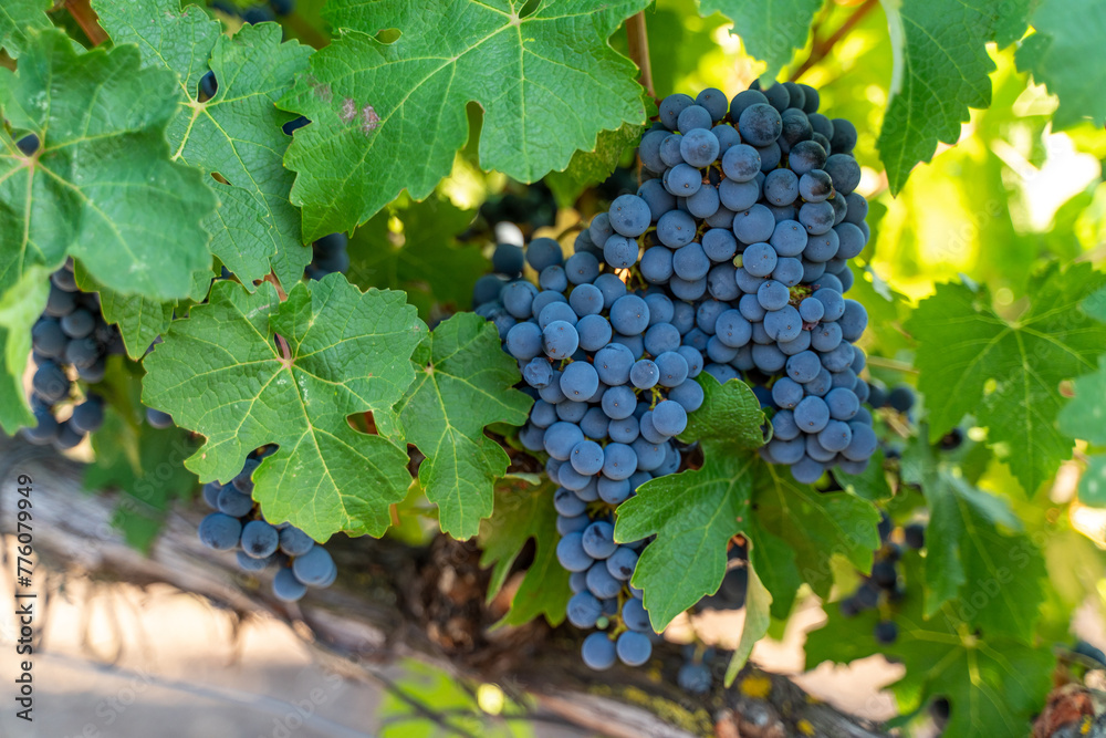 A bunch of grapes hanging from a vine. The grapes are ripe and ready to be picked. The vine is green and lush, and the grapes are clustered together.