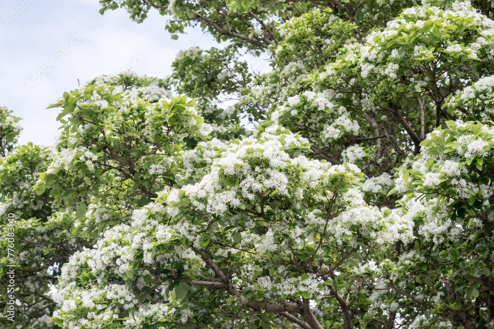 Beautiful Chinese fringetree flowers. Beautiful Chinese fringetree flowers.