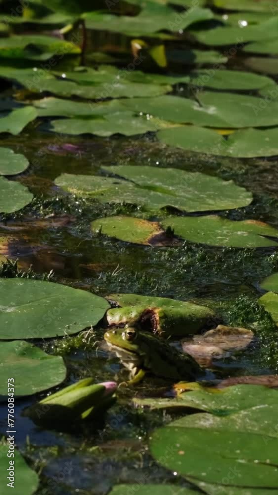 Two green frogs sitting in the water among waterlily leaves and waiting for lunch. Slow motion of marsh frogs (Pelophylax ridibundus) trying to catch insects. Animals hunting in a pond. Two green frogs sitting in the water among waterlily leaves and waiting for lunch. Slow motion of marsh frogs (Pelophylax ridibundus) trying to catch insects. Animals hunting in a pond.