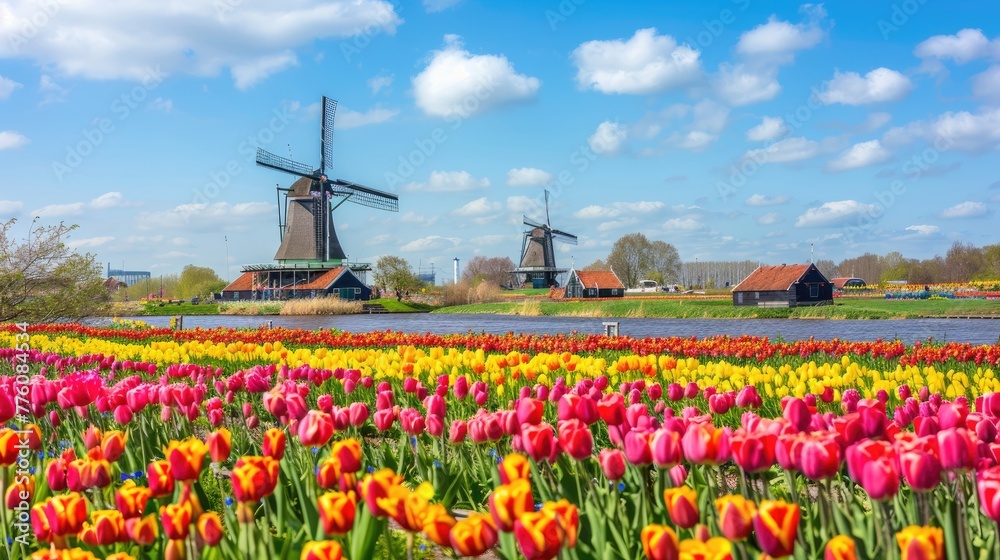 Traditional Windmills Behind Colorful Tulip Fields