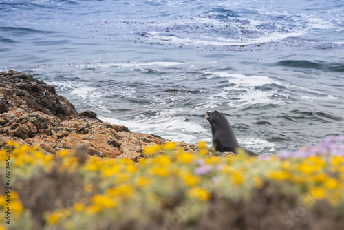 Elephant seal on the beach