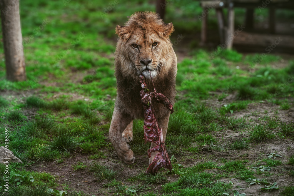 Lion - the king of animals carrying prey in the zoo. Lion - the king of animals carrying prey in the zoo.