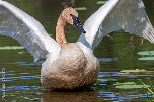 A Trumpeter Swan Raises Its Wings
