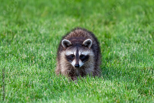 An Adolescent Raccoon on Green Grass