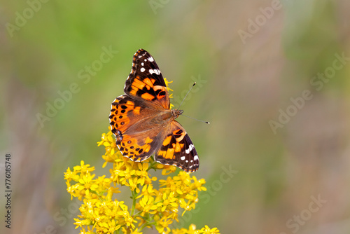 Painted Lady Butterfly  on a Goldenrod Flower