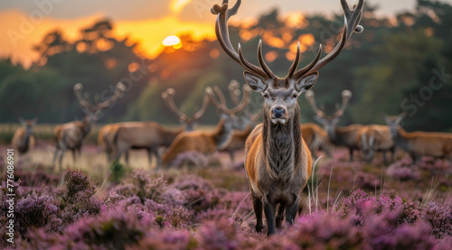 A herd of red deer stags in the heather at sunset  in France s Forest. The photo captures their majestic presence amidst the vibrant purple and pink hues of autumnal flowers