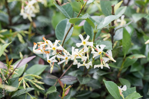 Beautiful Asiatic jasmine (Trachelospermum asiaticum) flowers.