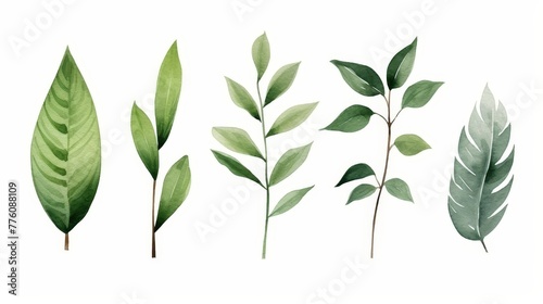 Geen leaves on a white background 