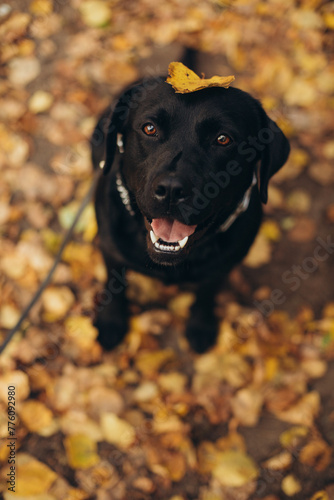black labrador dog in the autumn park. walking with a dog in the park. a dog is a best friend. golden autumn and fallen leaves in the park and a dog