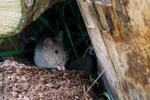 Hausmaus im Garten beim fressen photo