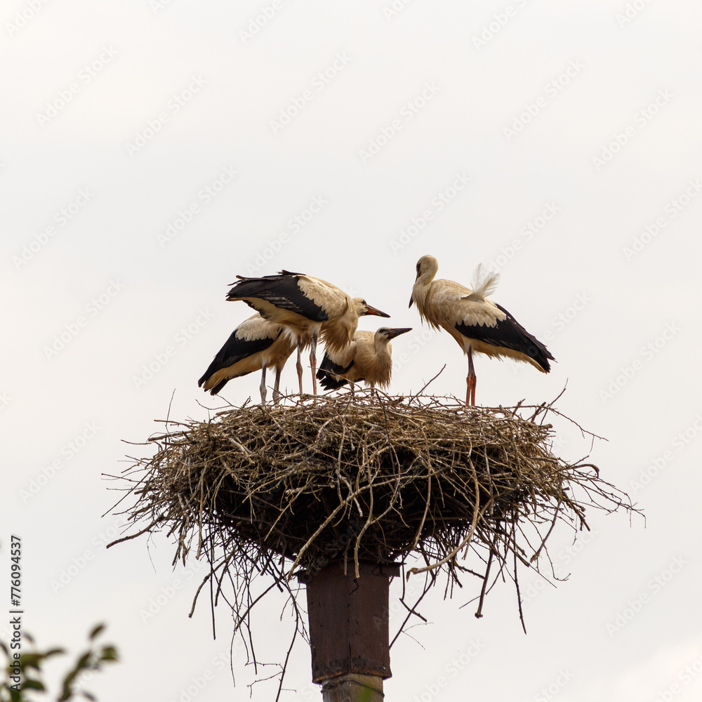 A group of storks in the nest.