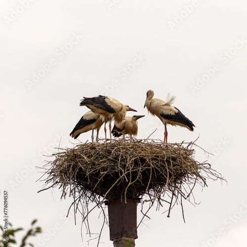Obraz na płótnie A group of storks in the nest. w salonie