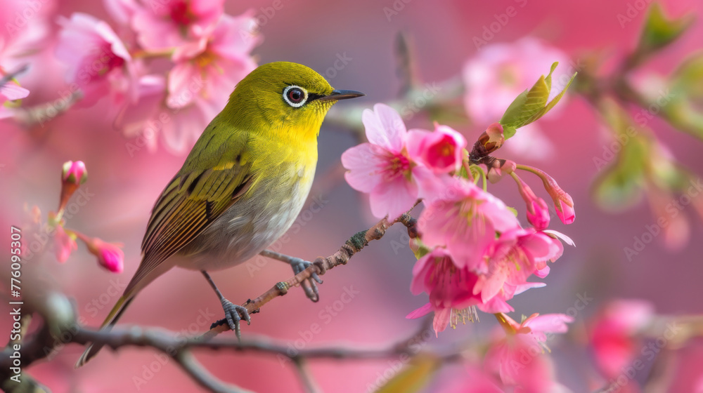 A vibrant yellow bird perches delicately among soft pink cherry blossoms against a blurred background.