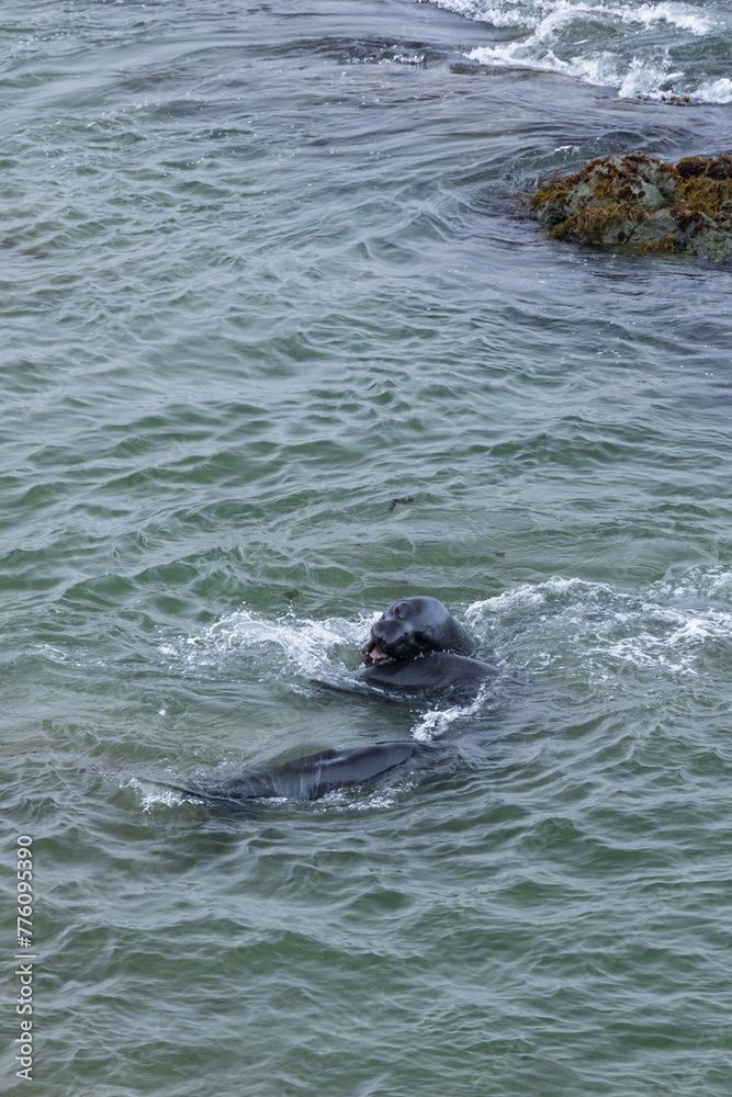 Fototapeta premium Elephant seals in the ocean