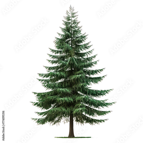 Spruce isolated on a white or transparent background. Spruce tree with green leaves close-up, front view. Graphic design element on the theme of nature and caring for trees.