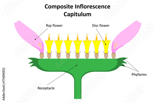 Inflorescence Capitulum. Diagram. Family Asteraceae. photo
