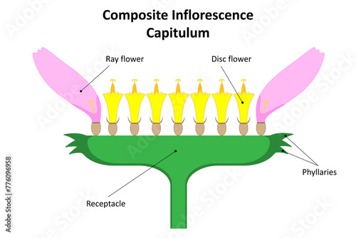 Inflorescence Capitulum. Diagram. Family Asteraceae.