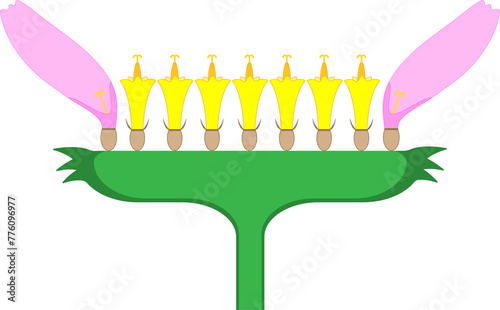 Composite Inflorescence Capitulum (Head). Diagram.
