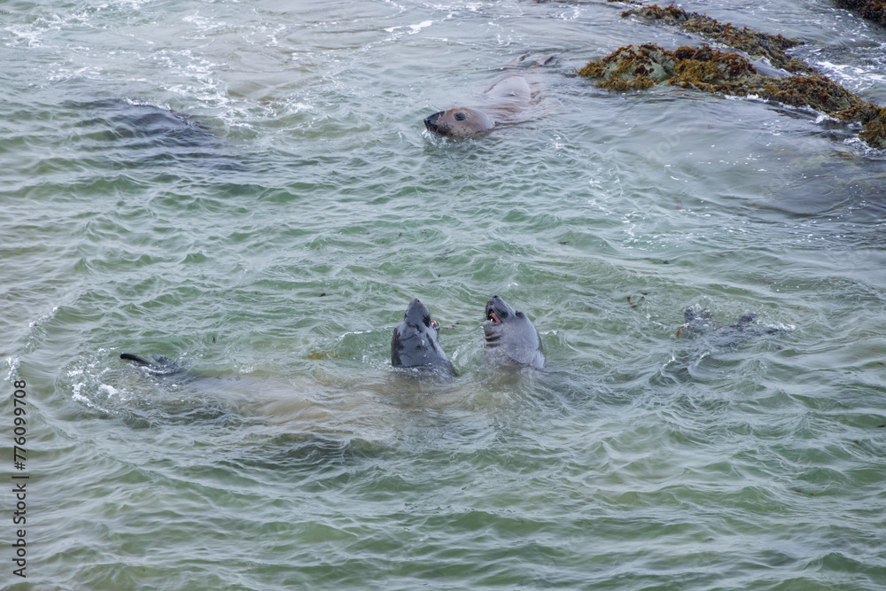Obraz premium Elephant seals in the ocean 