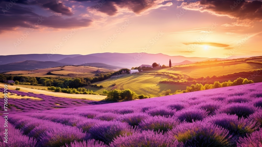 Purple lavender field in a hilly environment at sunset Purple lavender field in a hilly environment at sunset