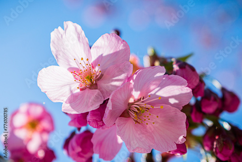 Fototapeta Naklejka Na Ścianę i Meble -  pink cherry blossoms