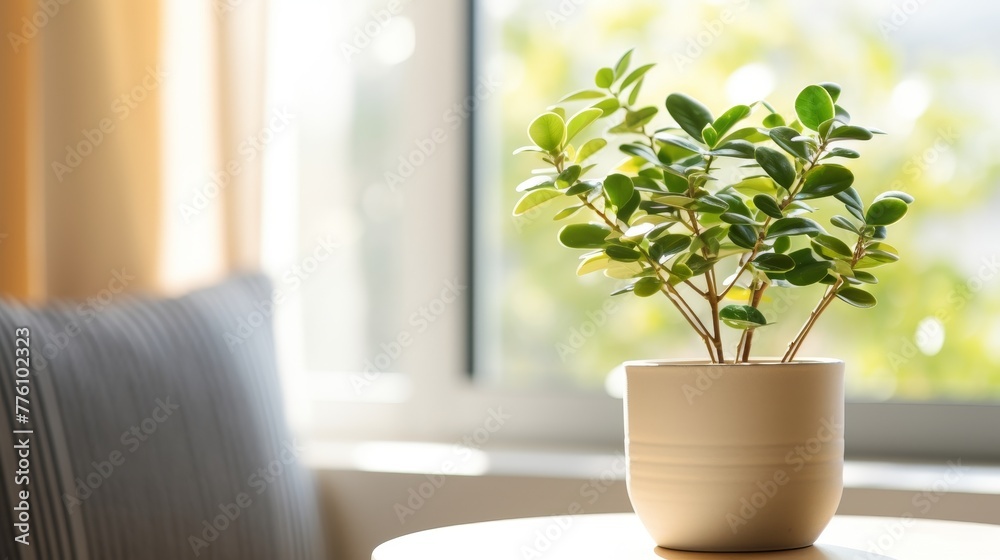 Small green plant in a beige pot sitting on a windowsill