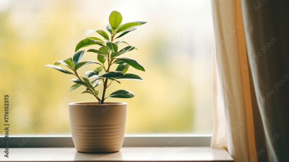 Small green plant in a beige pot sitting on a windowsill