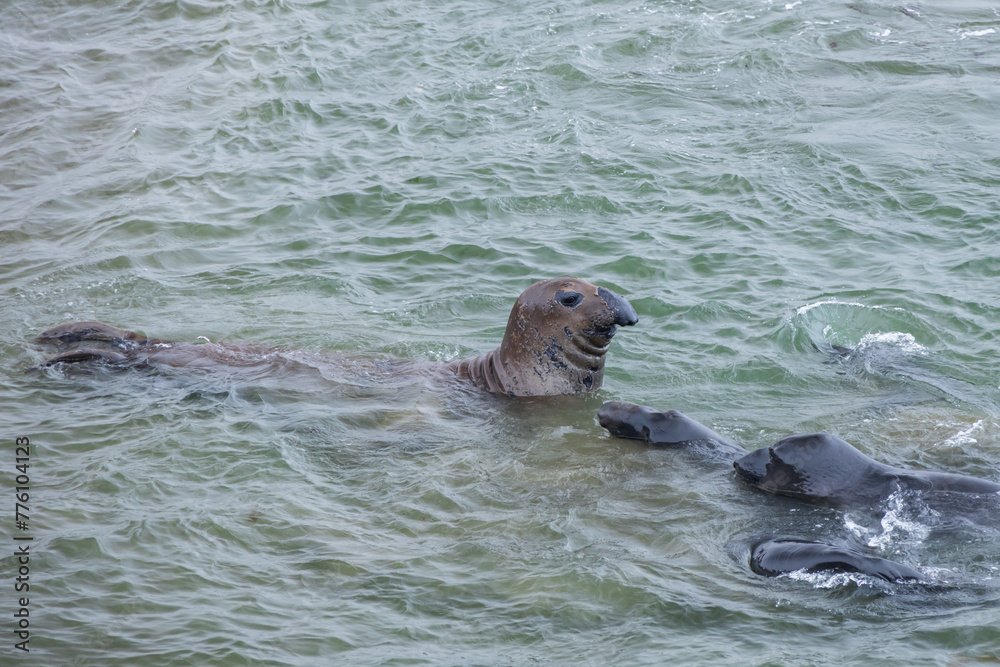 Fototapeta premium Elephant seals in the ocean 