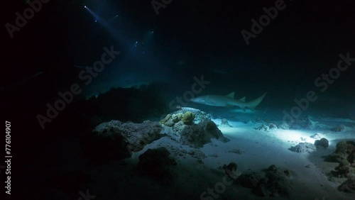 Wallpaper Mural Nurse Shark closeup shot in the Night - Alimata dive spot in the Southern Maldives Torontodigital.ca
