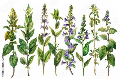 Endangered plants, botanical illustration for educational purposes, detailed conservation status and habitat, informative and urgent , illustration