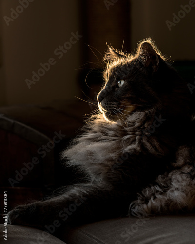 Maine Coon cat sitting in the dark, with a beam of light illuminating the profile of his head