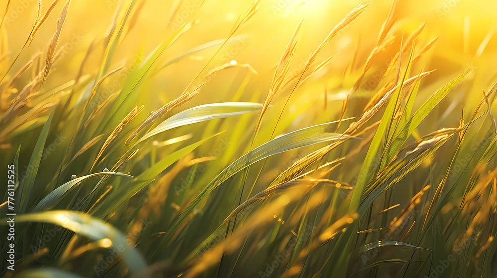 Stunning close-up of sun kissed grass blades