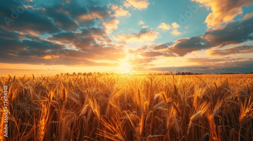 A field of golden wheat with a bright sun in the sky. The sun is setting, casting a warm glow over the field. The sky is filled with clouds, creating a serene and peaceful atmosphere