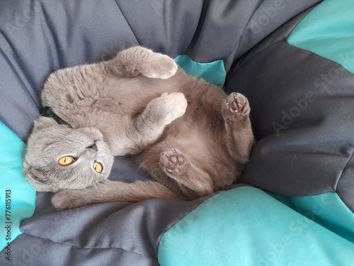 Playful gray British cat with pointed ears on a gray-green soft chair.