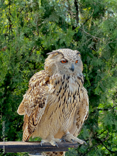 Beautiful owl close-up from the forest, side view. A large horned owl sits on a wooden perch and looks away. 