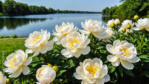 Spring landscape with white blooming pions on background of lake in city park. Beautiful outdoor scenery. Close-up. Copy space. photo