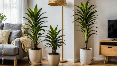 Different types of indoor plants are dracaena in ceramic flower pots on floor in corner of cozy Scandinavian style living room. Natural side lighting of houseplant. photo