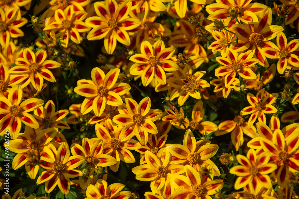 A close-up view of an insect-friendly flower with bright blooms A close-up view of an insect-friendly flower with bright blooms