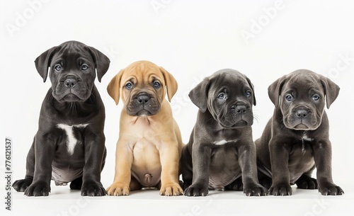 Cane corso puppies, cane corso mastiff picture, pictures of cane corso dogs