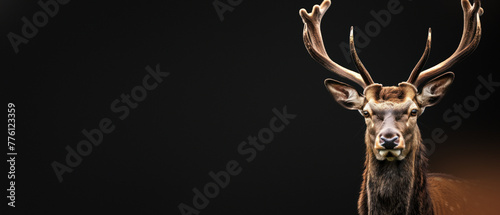 A commanding deer with a sharp gaze and antlers fully displayed against a dark backdrop projects dominance