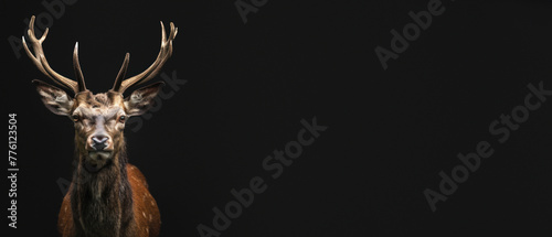 A detailed, high-quality shot of a reddish-brown stag against a dark background, focusing on its features photo