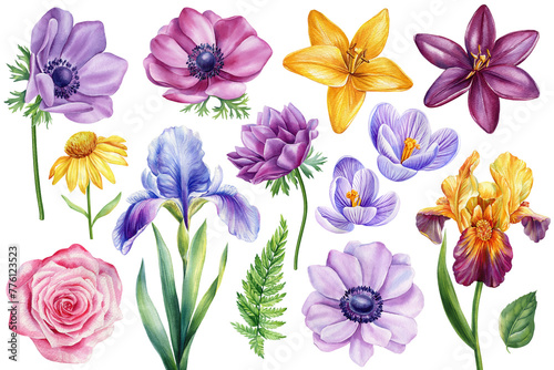 Set Flowers of iris flower, anemone, echinacea, lily, crocus and rose, watercolor hand drawing botanical illustration